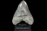 Serrated, Fossil Megalodon Tooth - Georgia #82675-1